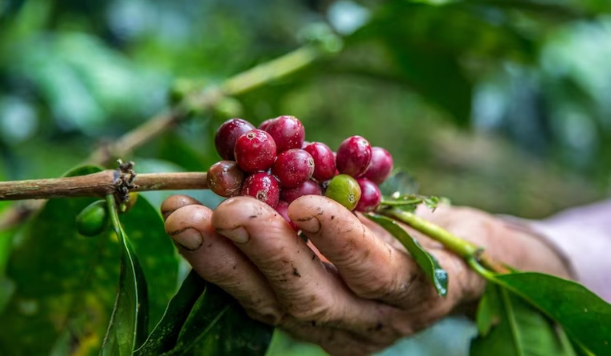 C Mo Fue La Producci N De Caf En Colombia En Febrero De