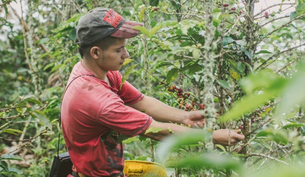 Así Es El Plan De Finagro Para Combatir El Gota A Gota En Colombia