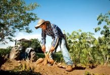 Alimentos en el índice de precios agropecuarios.