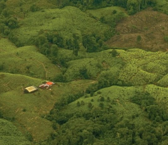 Colombia sigue inundada de coca: precios están cayendo en picada por sobreproducción