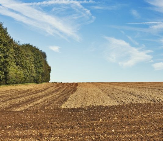 Plan Nacional de Desarrollo anuncia pasos para venta de tierras.