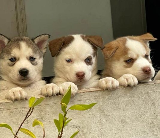 Mascotas serán embargadas en Colombia tras divorcio de dueños