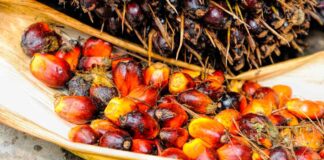 Agro en Colombia, aceite de palma, producción