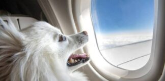 Avianca actualizó política para vuelos con mascotas