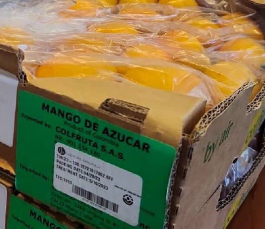 Exportación de mango de azúcar a Estados Unidos