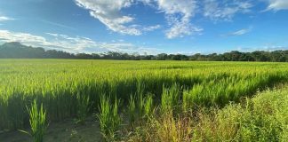 Semillas de arroz en cultivo