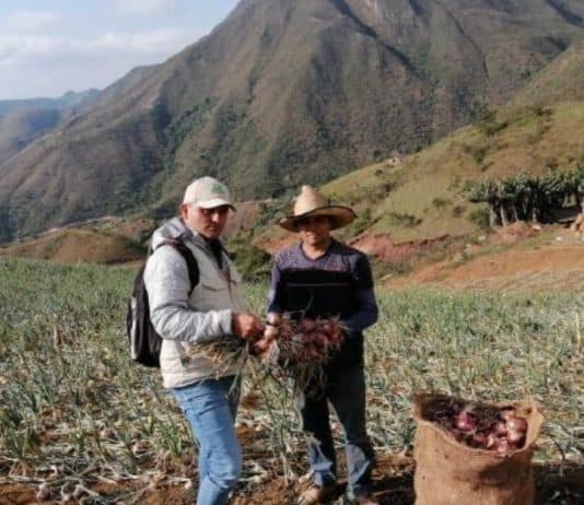 Google.org y Grupo Éxito se unen para fortalecer el agro