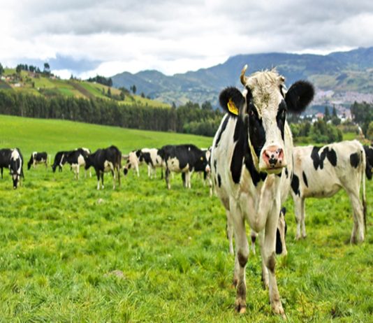 Créditos agropecuarios