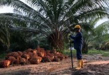 Producción de palma