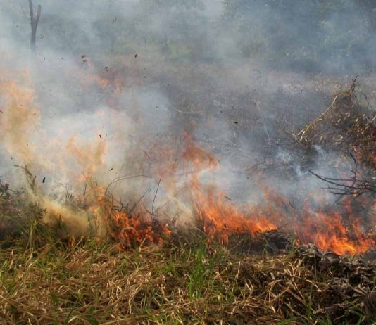 Incendios forestales en Chile dejan 51 muertos y amenazan las zonas urbanas