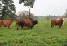 Ganado en Colombia