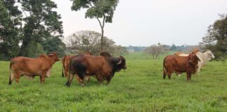 Ganado en Colombia