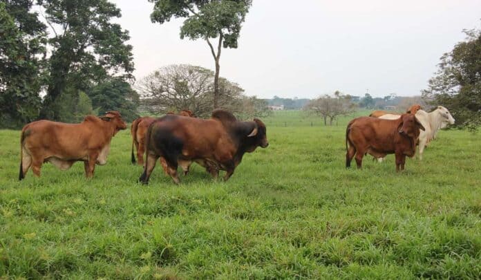 Ganado en Colombia