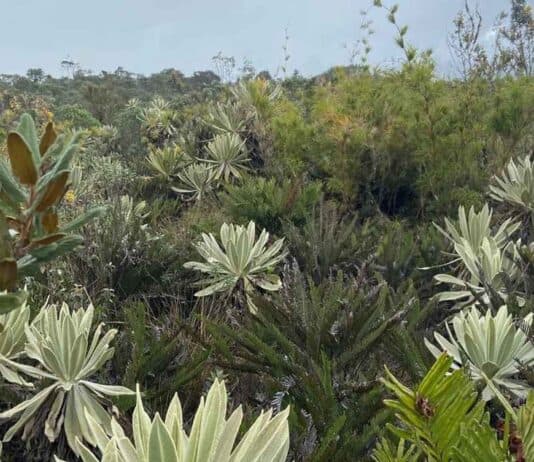 COP16: ISA cerró alianza para preservar frailejones en páramos de Colombia