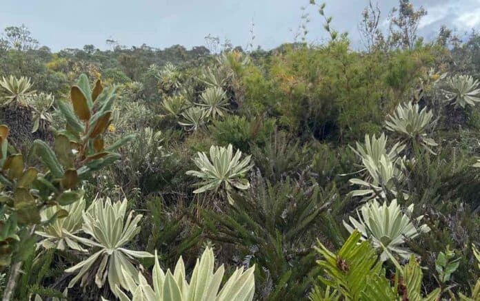 COP16: ISA cerró alianza para preservar frailejones en páramos de Colombia