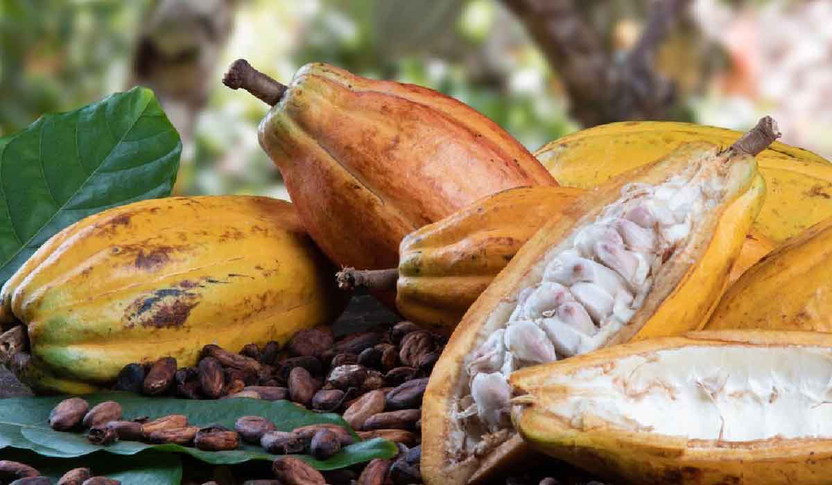 Crece la producción de cacao en Colombia, mientras en el mundo cae más de 11 %