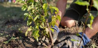 campaña que busca plantar 1.000 árboles en Cali