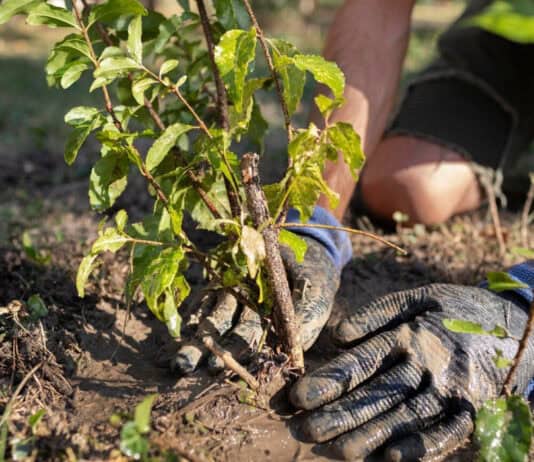 campaña que busca plantar 1.000 árboles en Cali