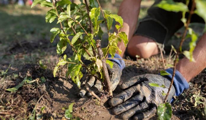 campaña que busca plantar 1.000 árboles en Cali