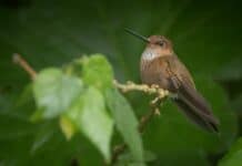 ISA cerró alianza en el mercado de créditos de biodiversidad para proteger especies amenazadas