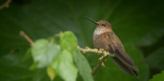 ISA cerró alianza en el mercado de créditos de biodiversidad para proteger especies amenazadas