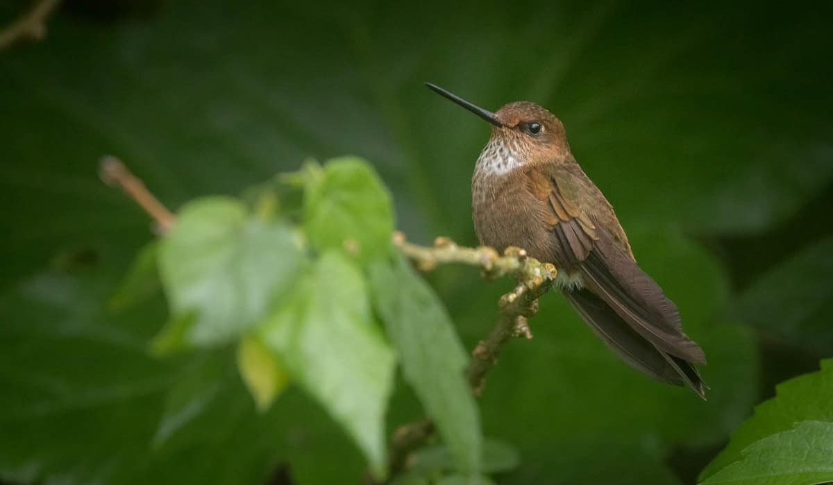 COP16: ISA cerró alianza en el mercado de créditos de biodiversidad para proteger especies amenazadas