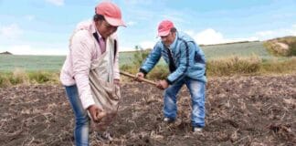 Microseguros climáticos: Así puede proteger sus cultivos y negocios en temporada de lluvias