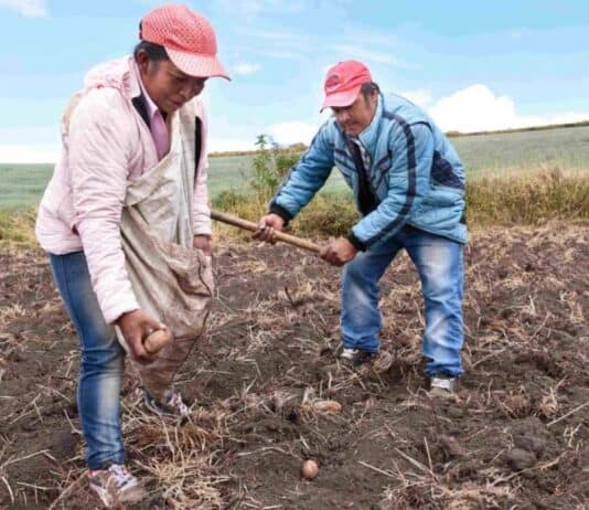 Microseguros climáticos: Así puede proteger sus cultivos y negocios en temporada de lluvias