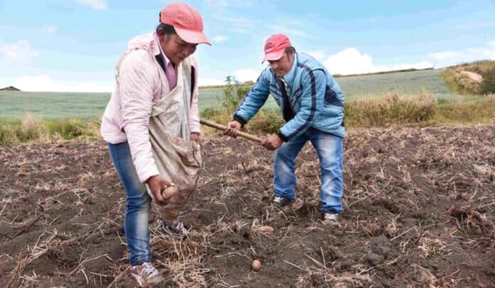 Microseguros climáticos: Así puede proteger sus cultivos y negocios en temporada de lluvias