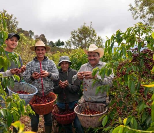 Cafeteros en Colombia y el Banco de Bogotá