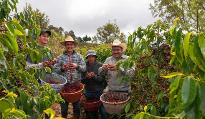 Cafeteros en Colombia y el Banco de Bogotá