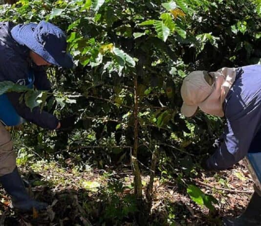 Productores agrícolas