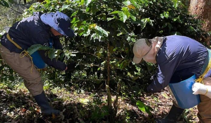 Productores agrícolas