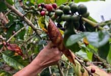 Café en Colombia