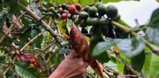 Café en Colombia