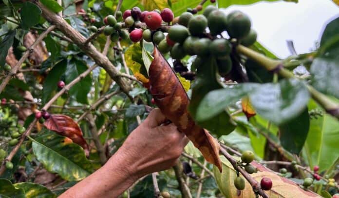 Café en Colombia