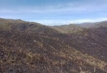 Controlado incendio forestal en el Parque Nacional Chingaza: 147 hectáreas afectadas