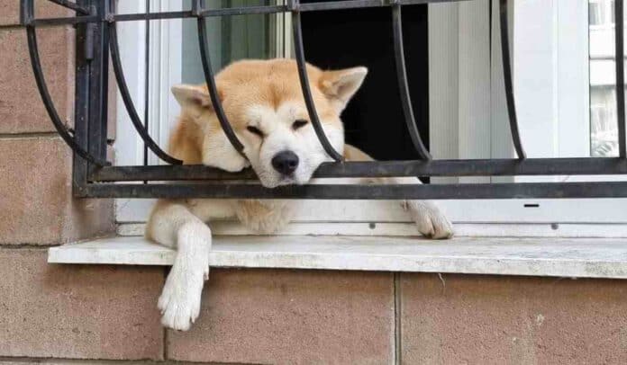 Multas que deben pagar quienes viven en conjuntos por ruido excesivo de mascotas